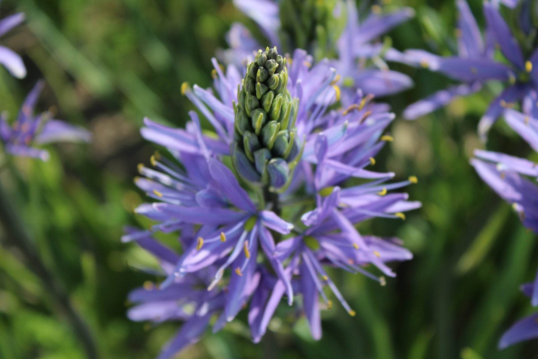 Camassia leichtlinii 'Caerulea'