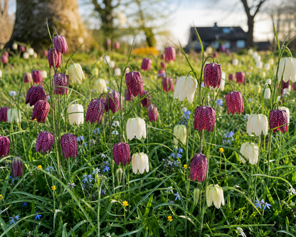 Fritillaria 'Meleagris Collectie'