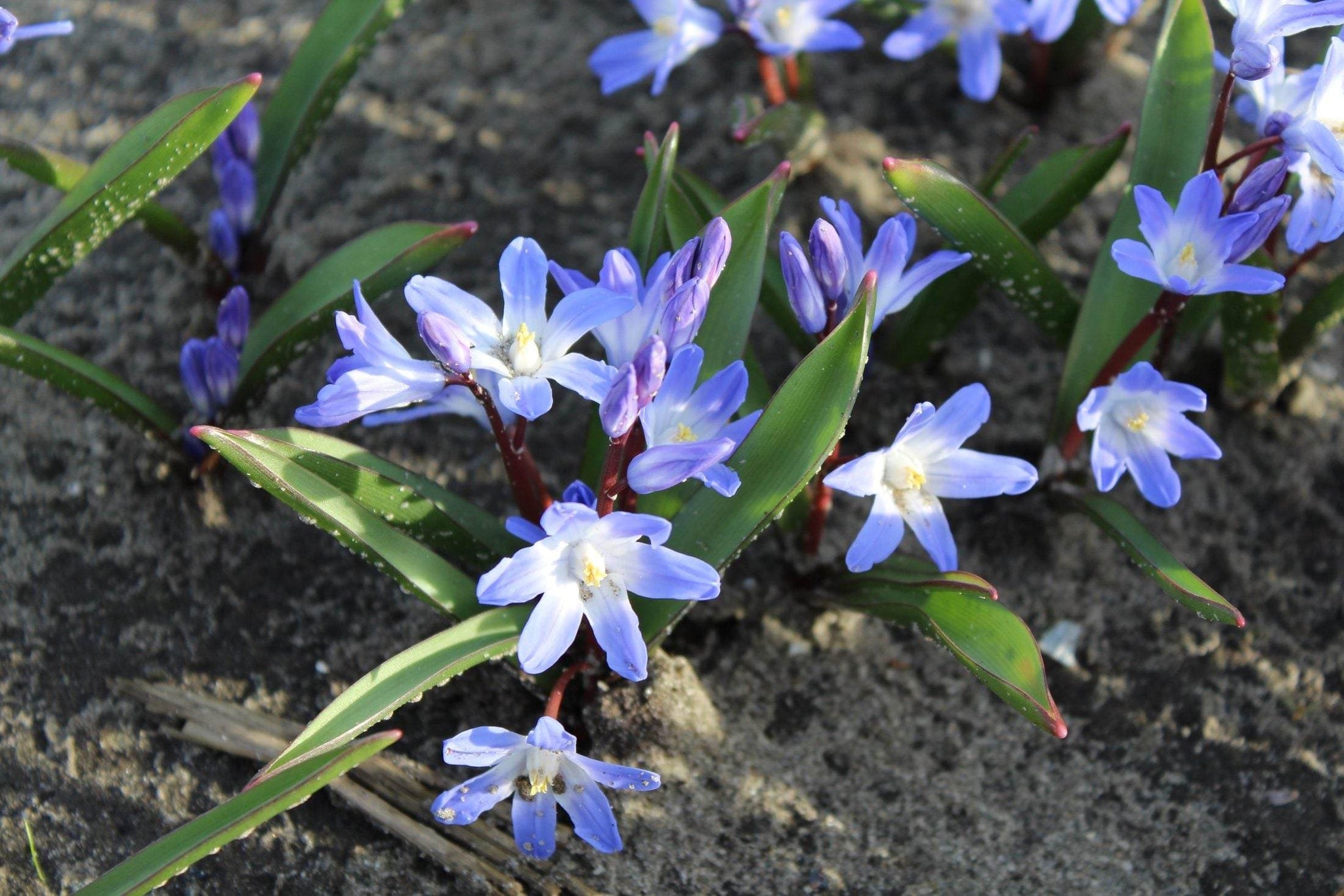 Chionodoxa 'forbesii'