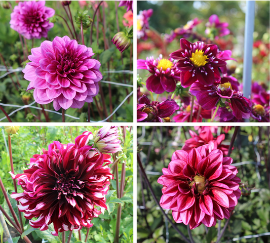 Paarse Dahlia-collectie