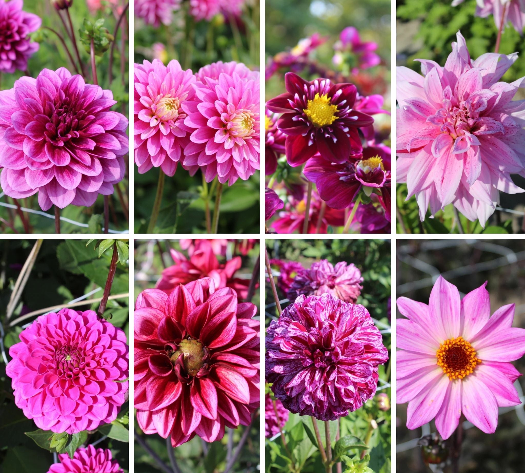 Royal Purple Dahlia Mix 
