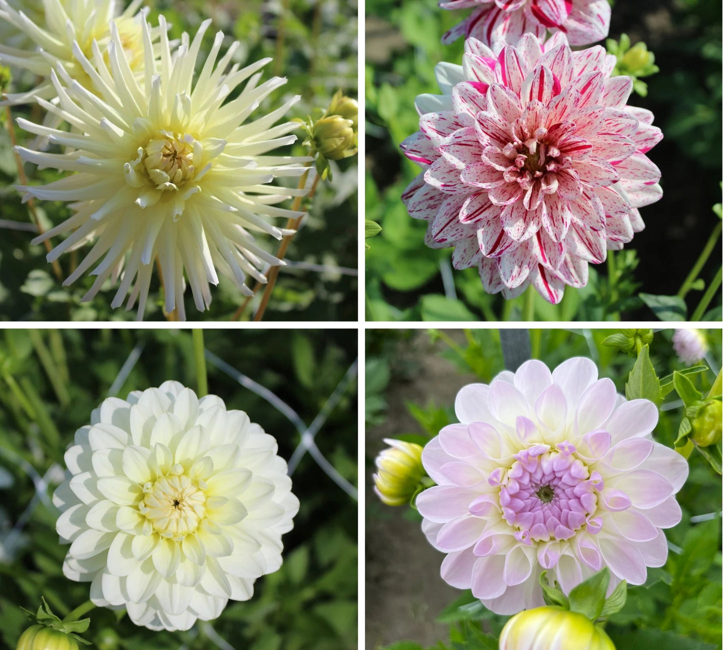 Pure Elegance Dahlia Collection