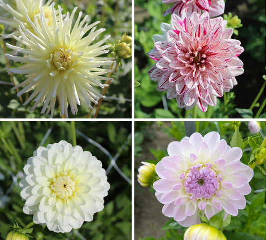 Pure Elegance Dahlia Collection