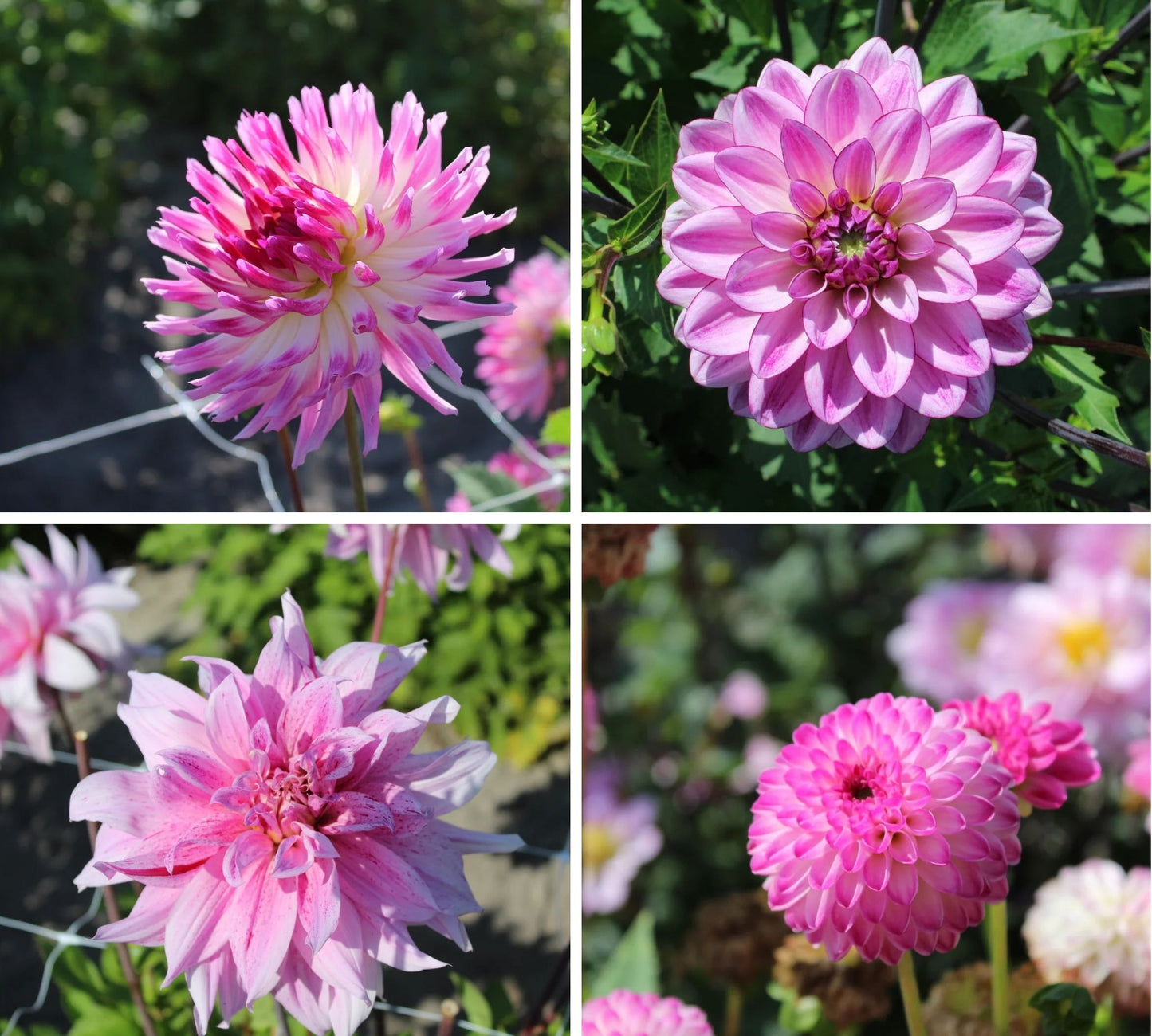 Blush Pink Dahlia Collection