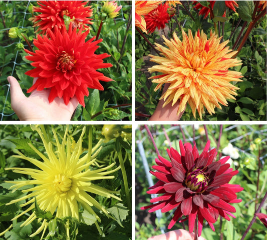 Semi-cactus dahlia collectie