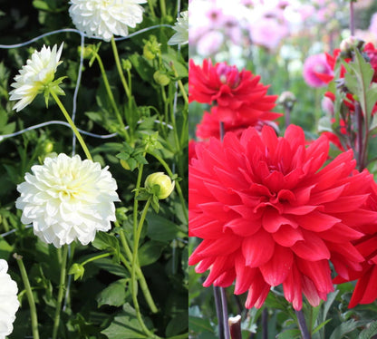 Red & White Dahlia Collection