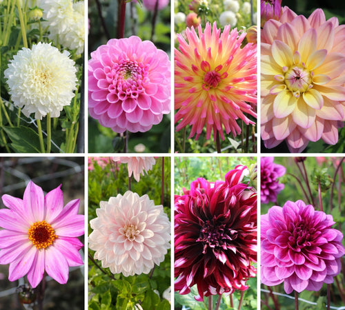 Romantic Dahlia Mix