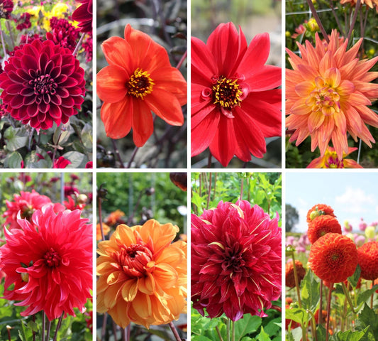 Passion Sunset Dahlia Mix