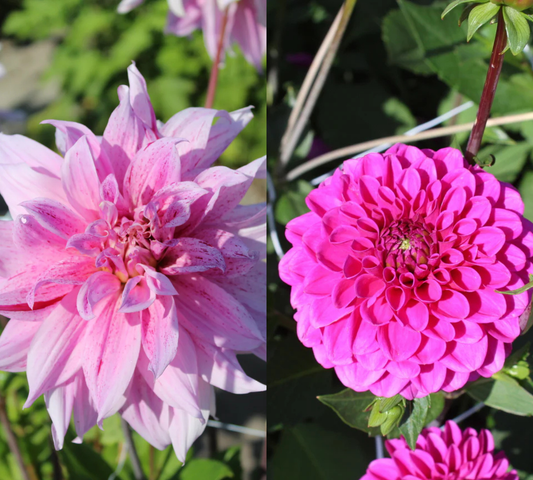 Blush Pink & Purple Dahlia Collectie