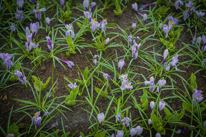 Krokus 'Pickwick'