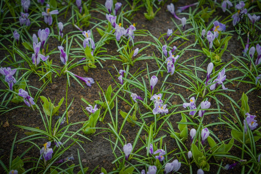 Krokus 'Pickwick'