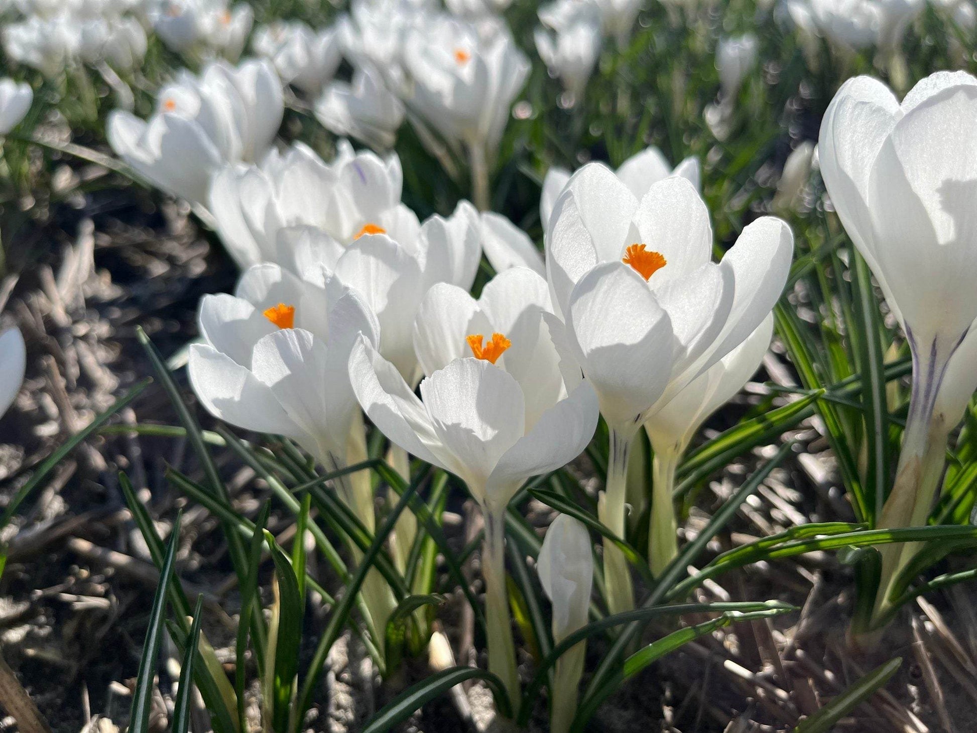 Crocus 'Ice queen'