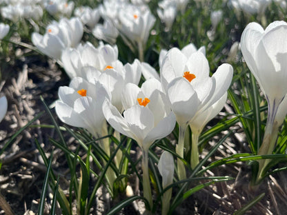 Crocus 'Ice queen'