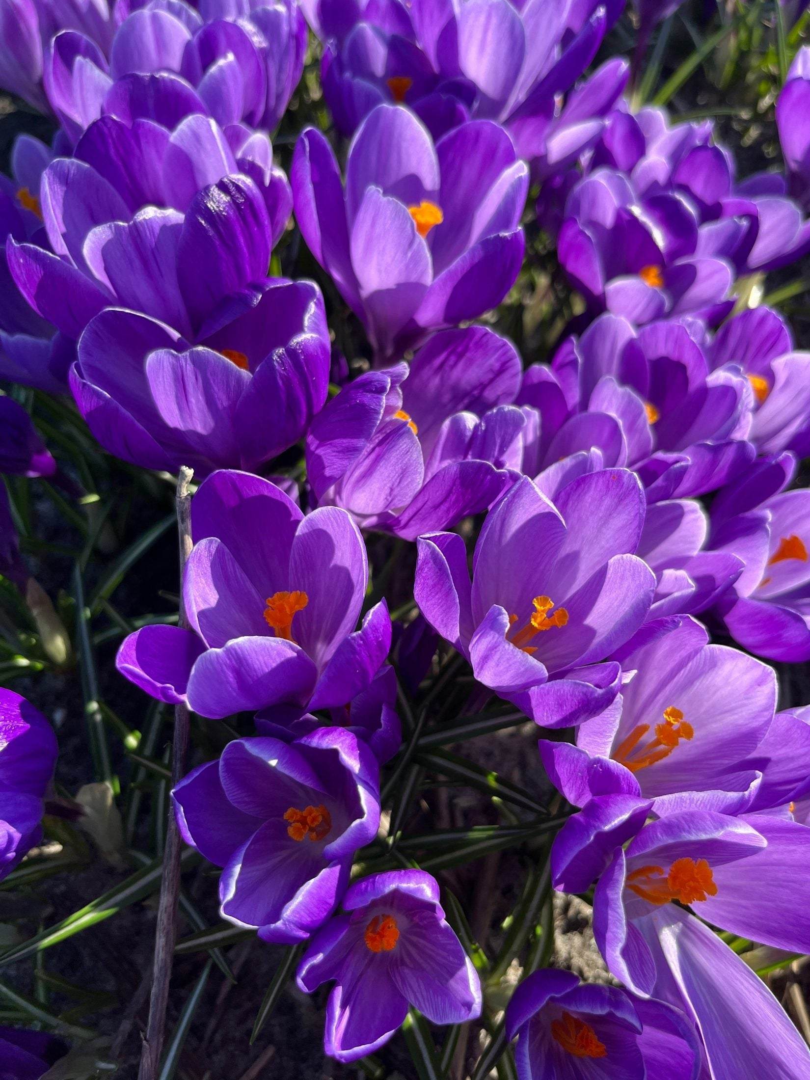 Crocus tommasinianus 'Ruby Giant'