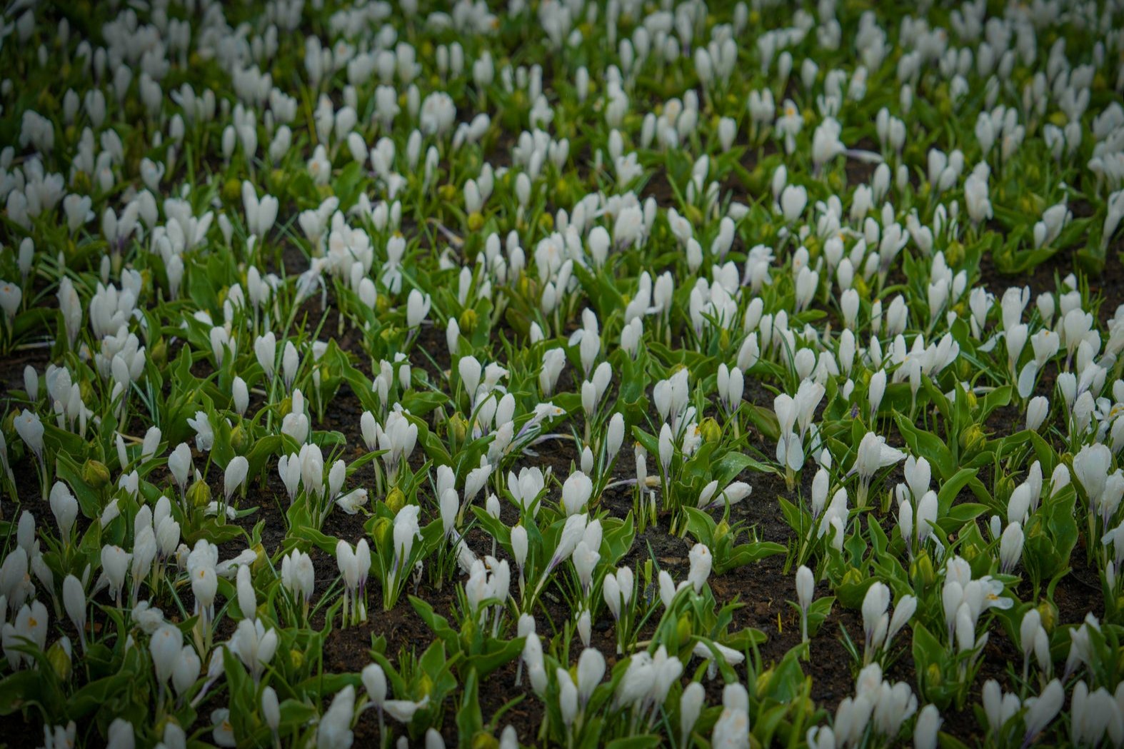 Crocus chrysanthus 'Ard Schenk'