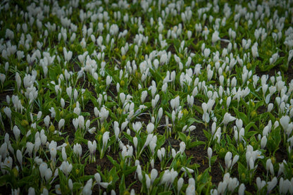 Crocus chrysanthus 'Ard Schenk'