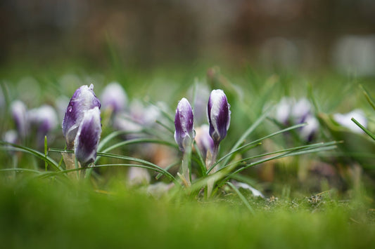 Krokuschrysanthus 'Prins Claus'