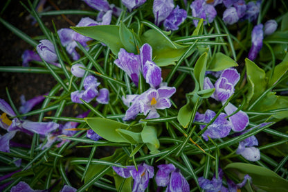 Crocus vernus 'Striped Beauty'