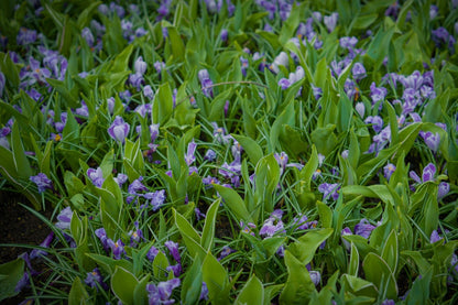 Crocus vernus 'Striped Beauty'