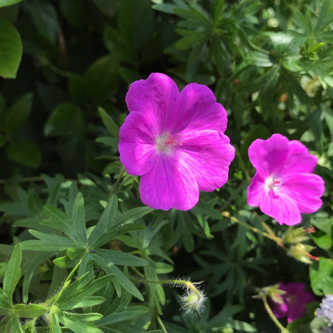 Customer avatar (Verified reviewer)