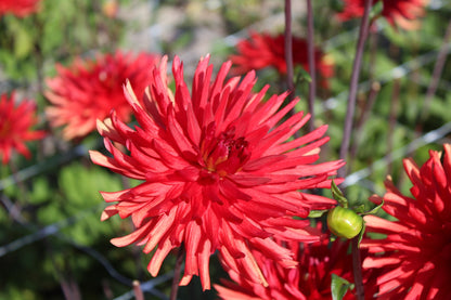Dahlia 'Bergers Rekord'