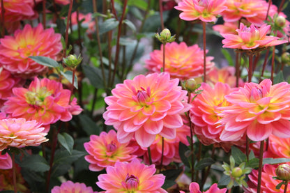 Dahlia 'Pacific View'