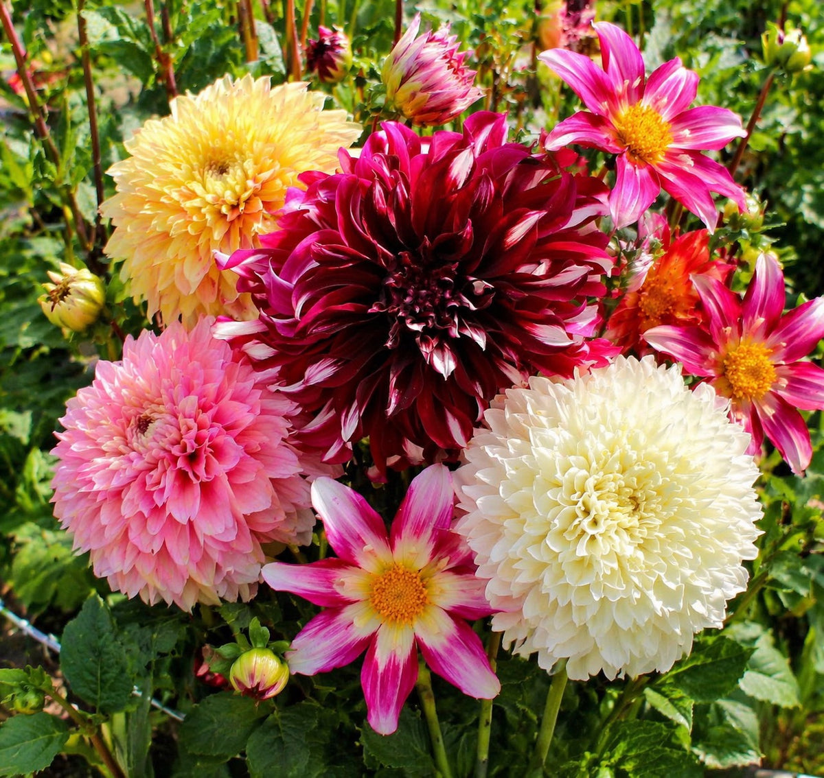 Dahlia Gemengd – Budgetcollectie