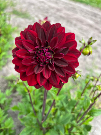 Dahlia 'Arabian Night'