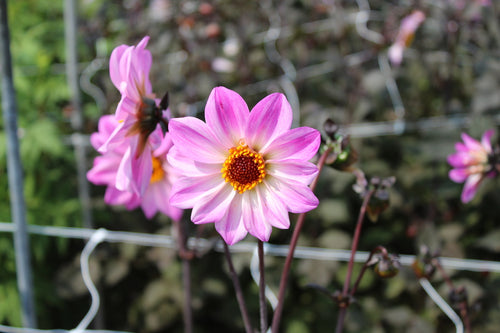 Dahlia 'Bishop of Leicester'