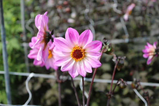 Dahlia 'Bishop of Leicester'