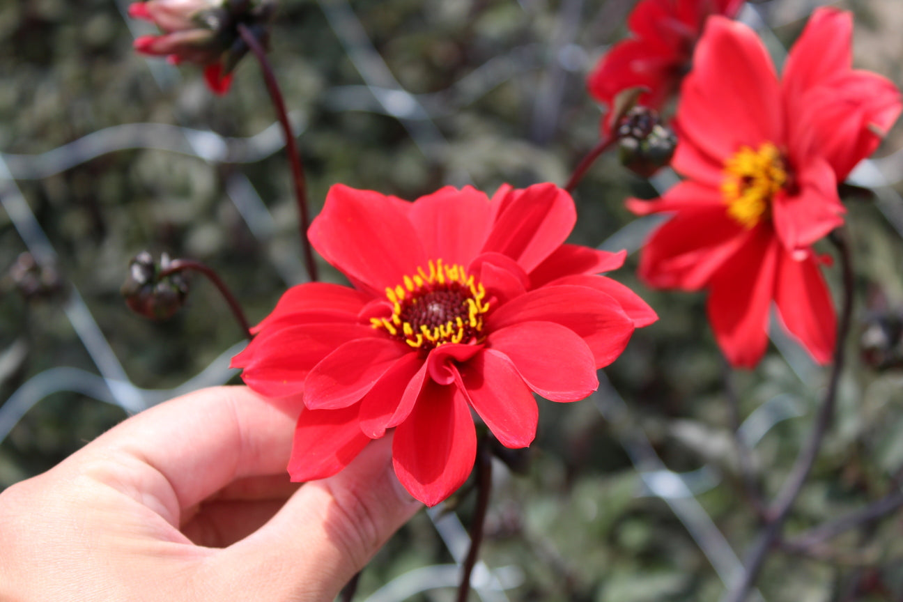 Dahlia 'Bishop of Llandaff'