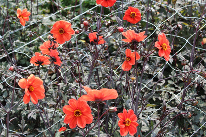 Dahlia 'Bishop of Oxford'