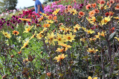 Dahlia 'Bisschop van York'