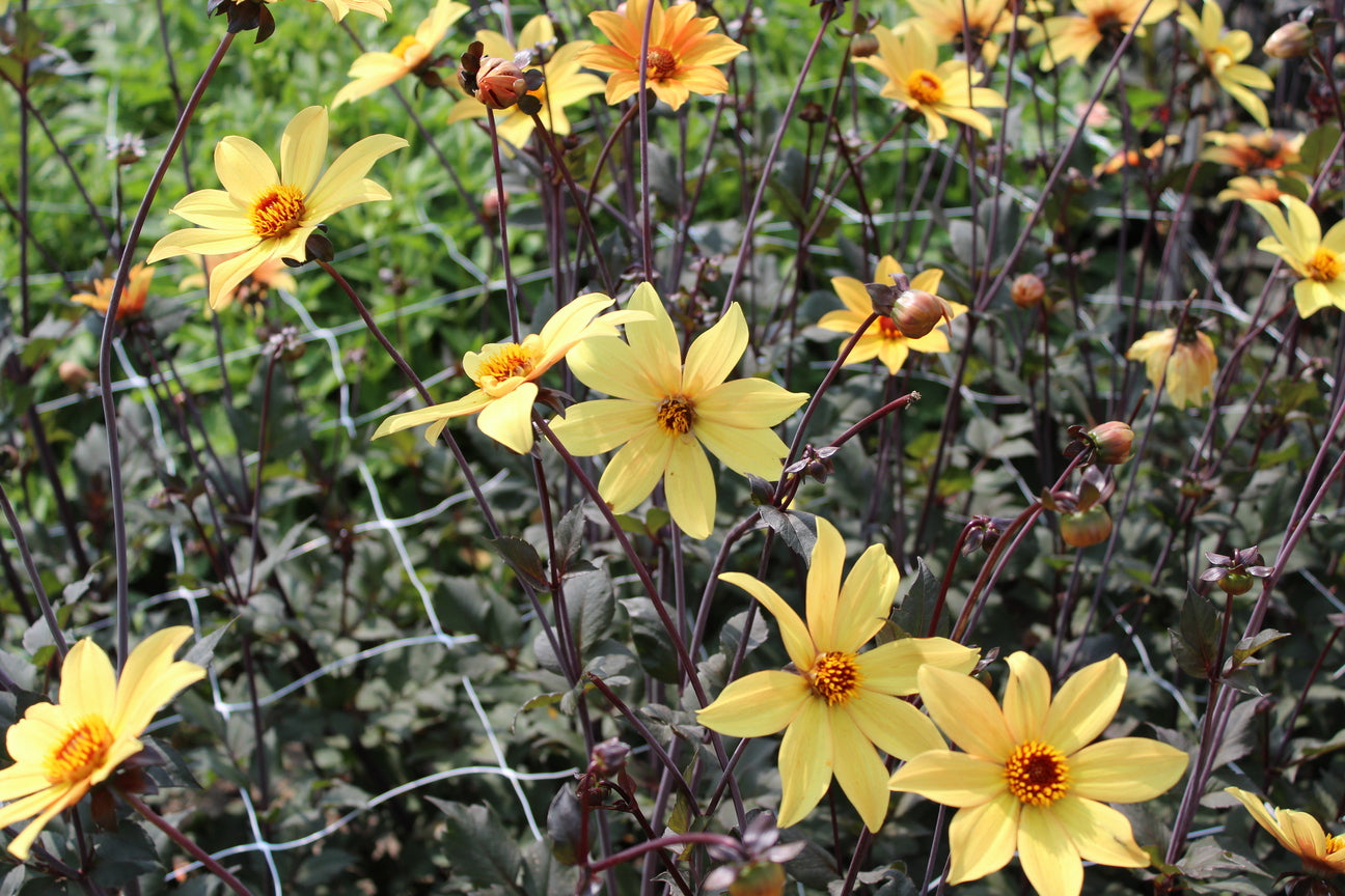 Dahlia 'Bisschop van York'