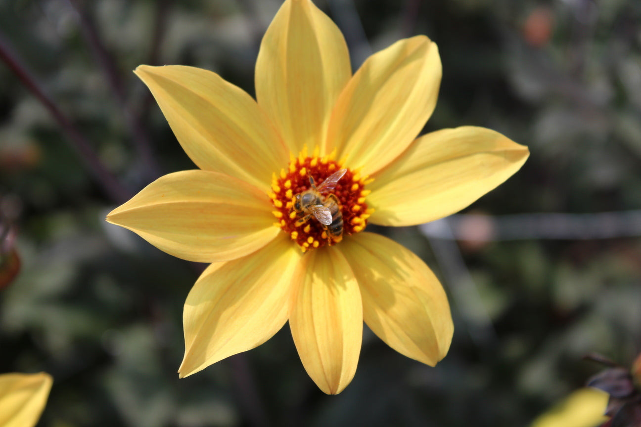 Dahlia 'Bisschop van York'