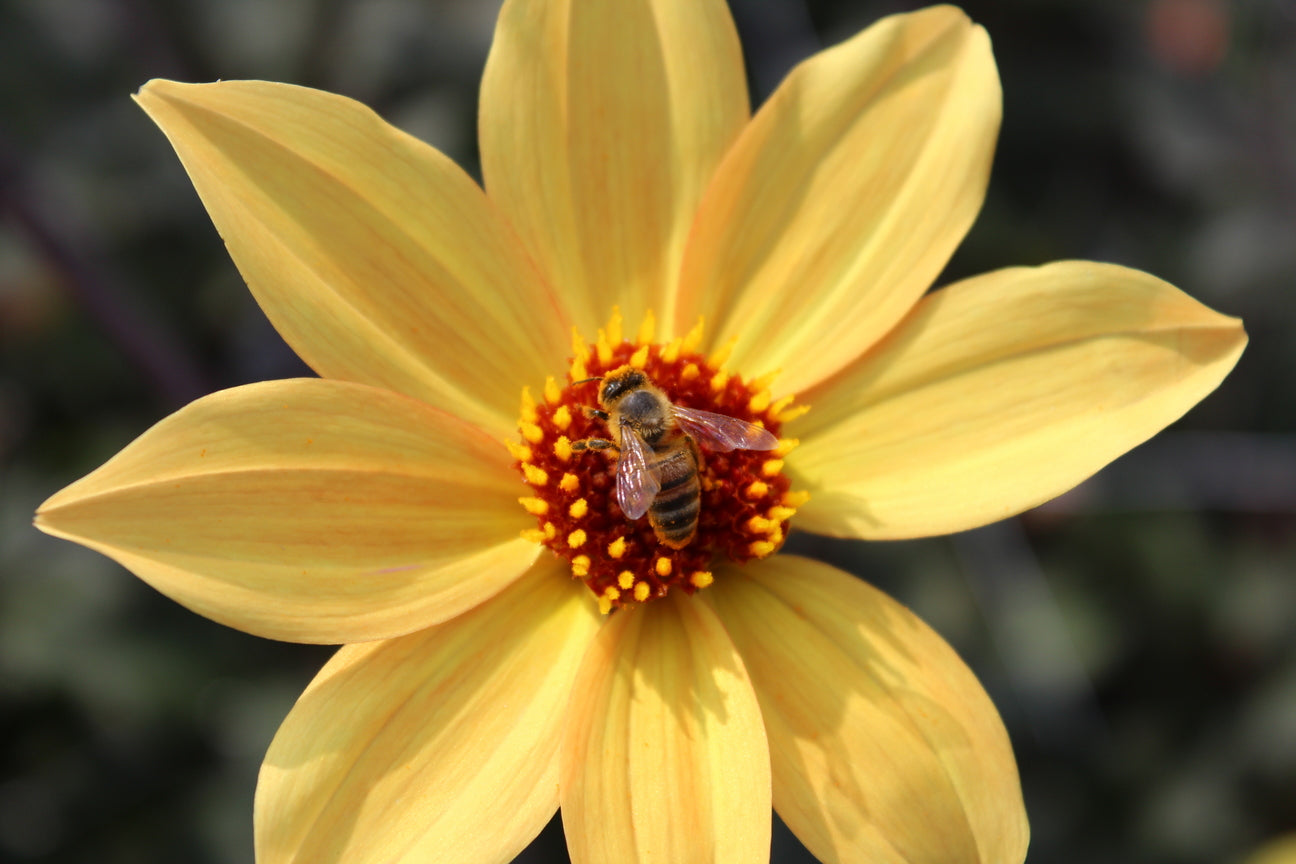 Dahlia 'Bisschop van York'