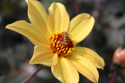 Dahlia 'Bisschop van York'