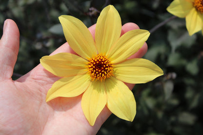 Dahlia 'Bisschop van York'