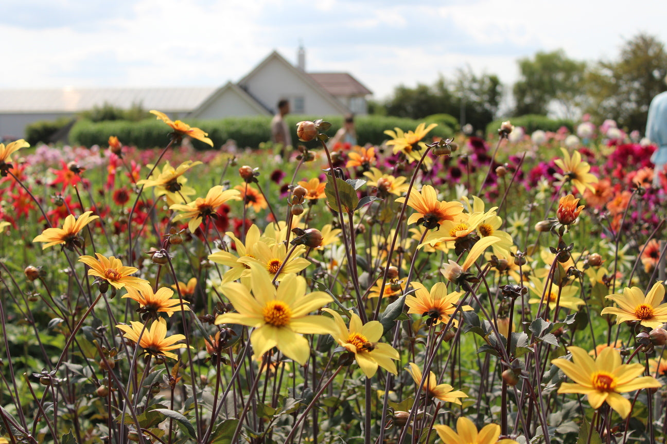 Dahlia 'Bisschop van York'