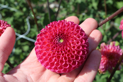 Dahlia 'Burlesca'
