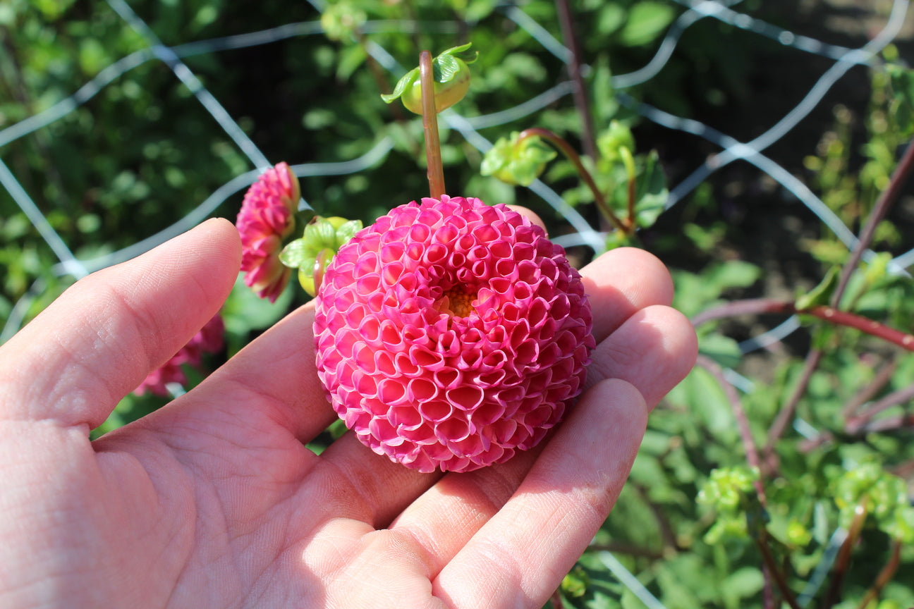 Dahlia 'Burlesca'