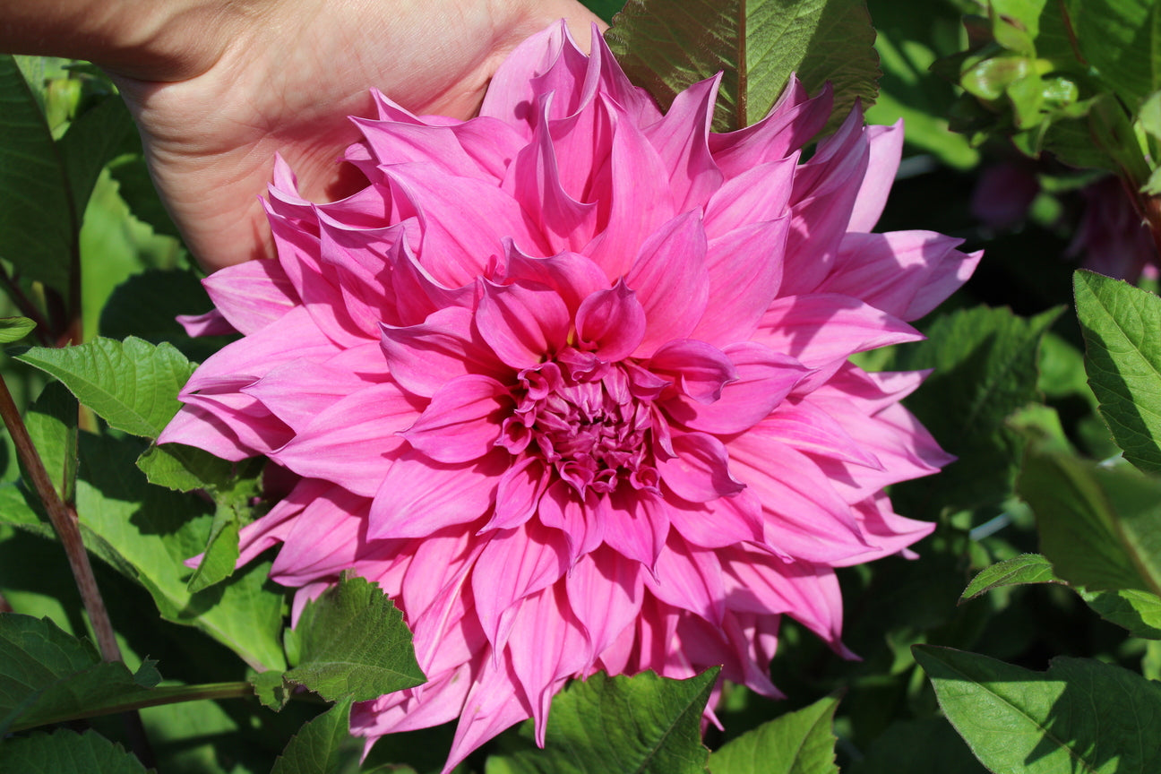 Dahlia 'Café au Lait Rosé' 