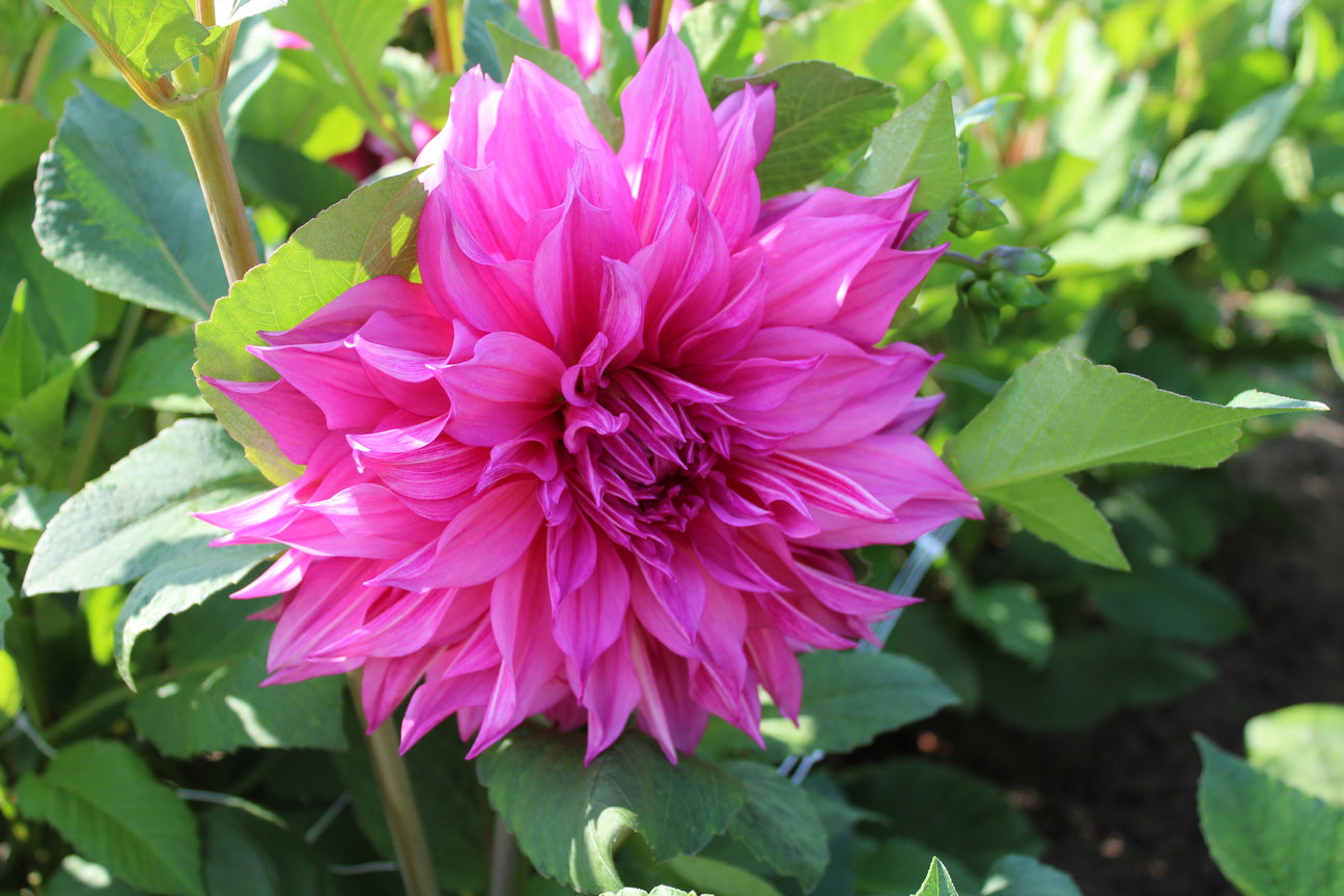 Dahlia 'Café au Lait Rosé' 