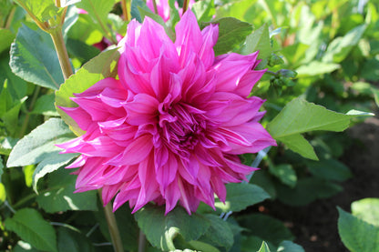 Dahlia 'Café au Lait Rosé' 