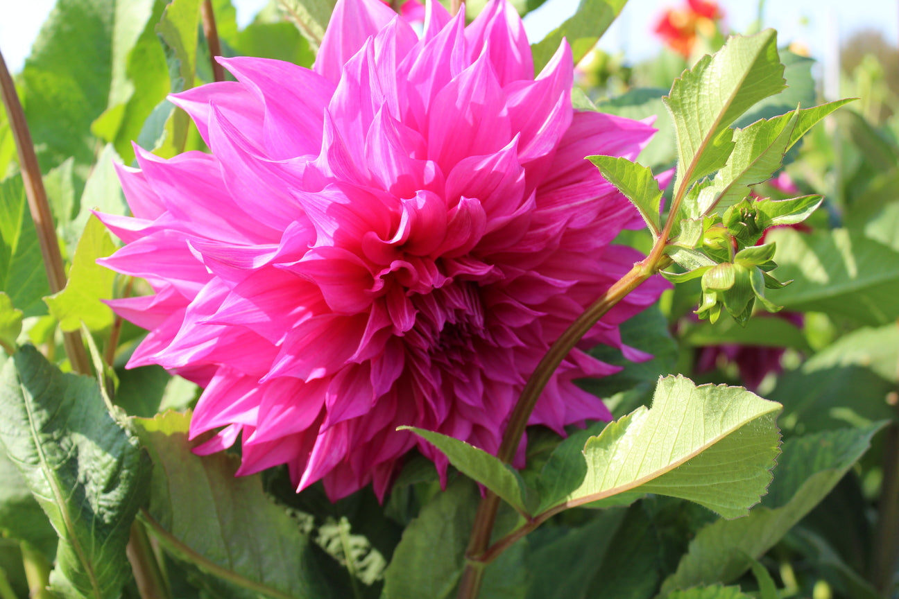 Dahlia 'Café au Lait Rosé' 