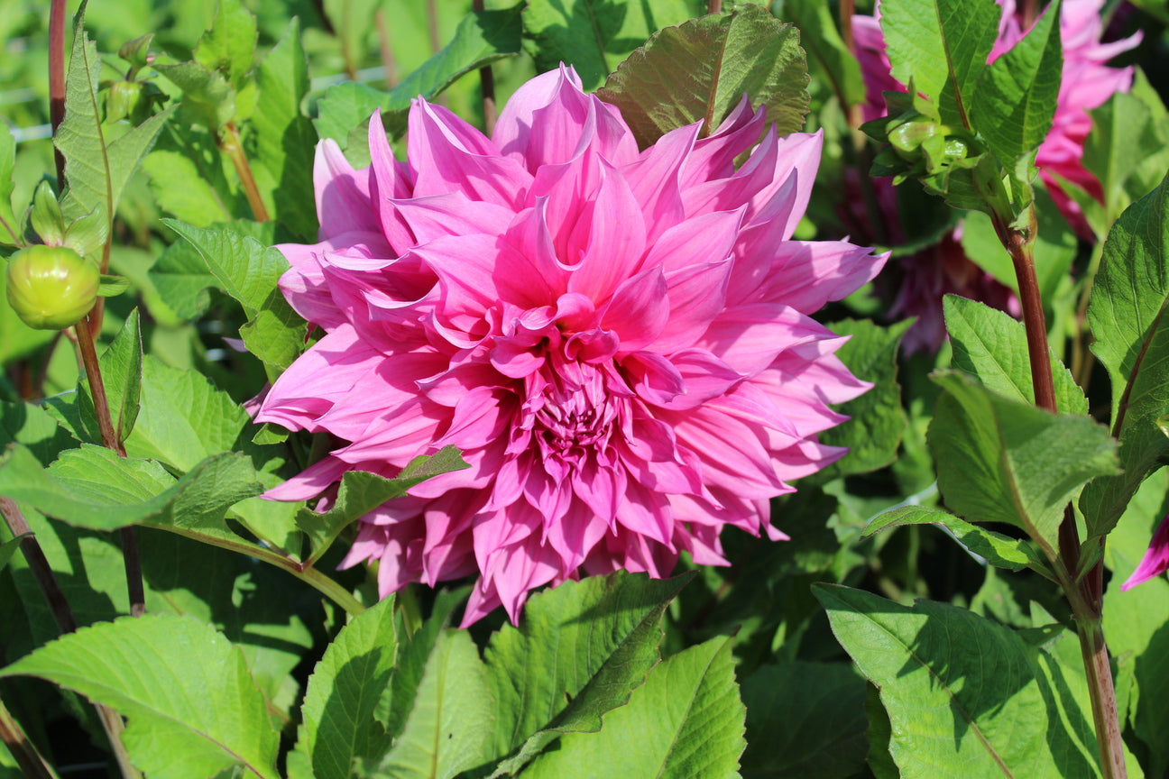 Dahlia 'Café au Lait Rosé' 