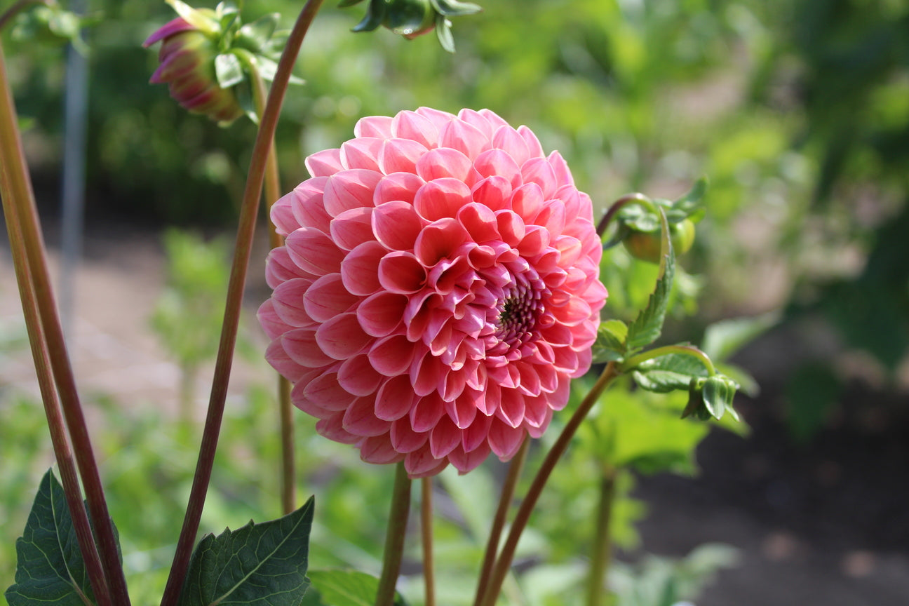 Dahlia 'Caitlin's Joy'