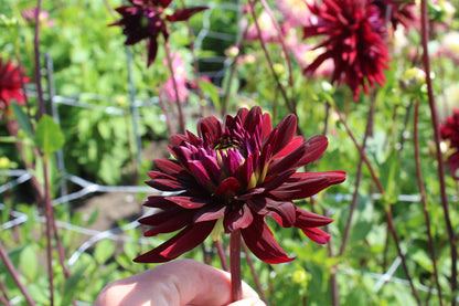 Dahlia 'Chat Noir'