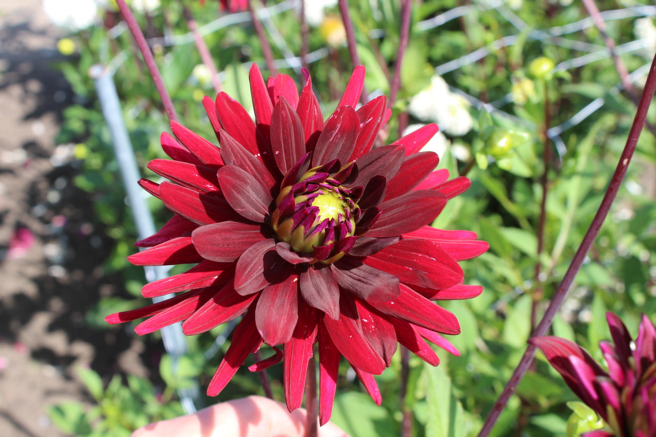 Dahlia 'Chat Noir'