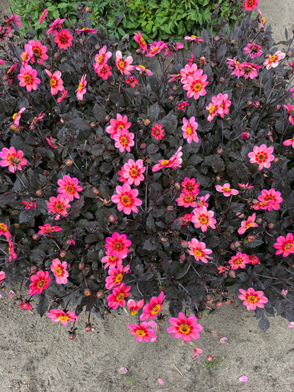 Dahlia 'Dahlegria Tricolore'